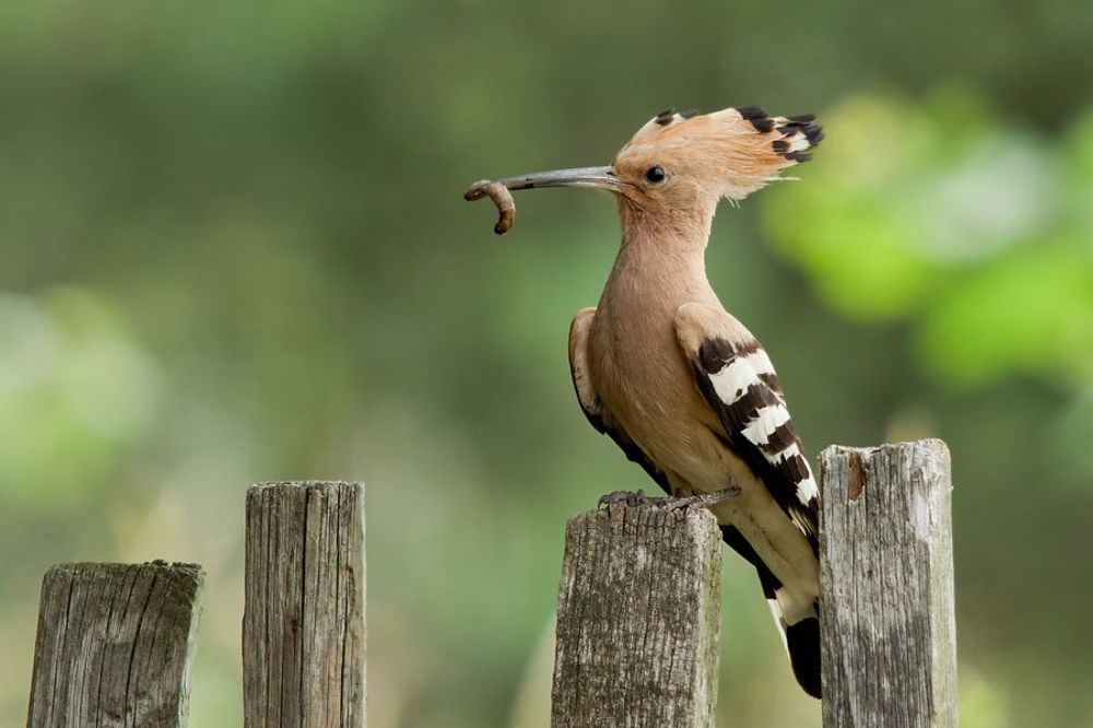 Hoopoe
