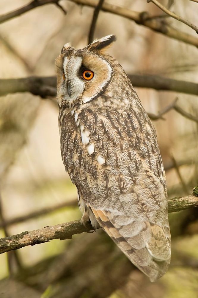 Long-eared owl