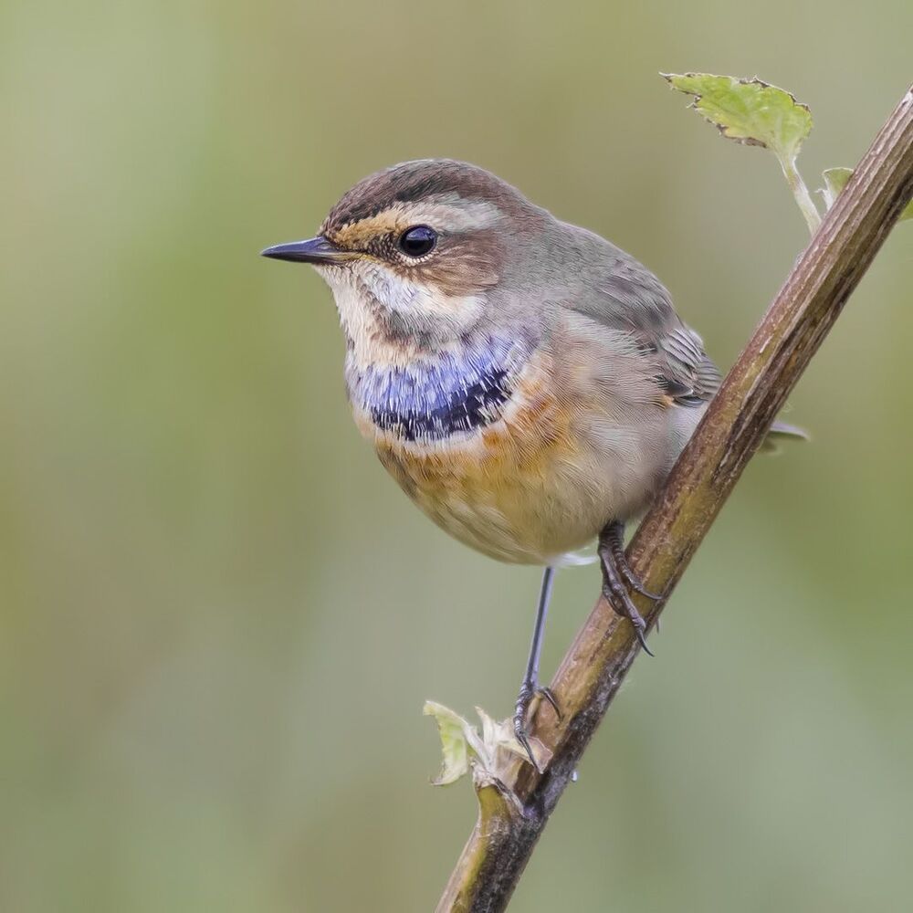Bluethroat.