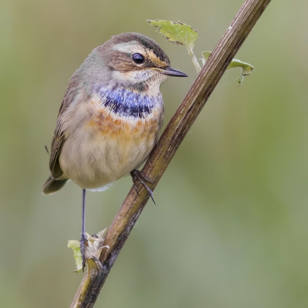 Bluethroat.