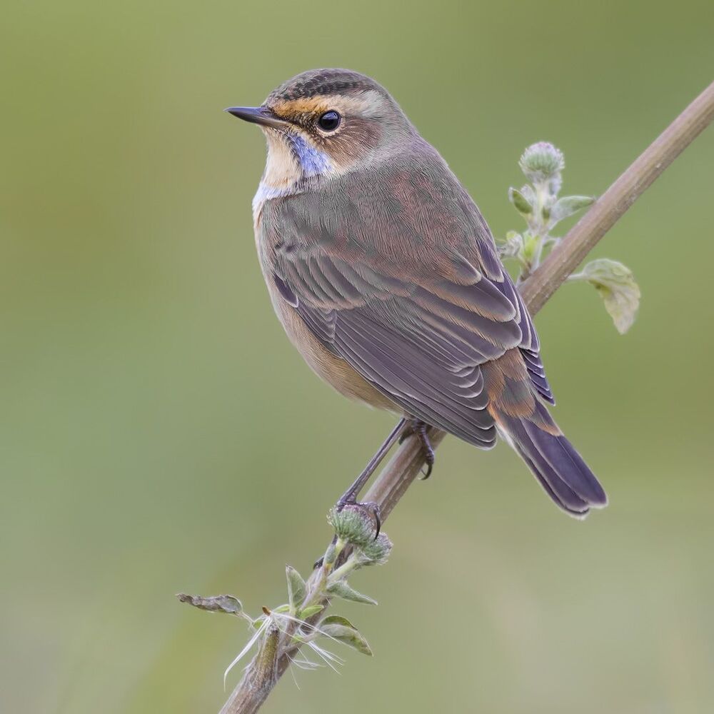 Bluethroat.