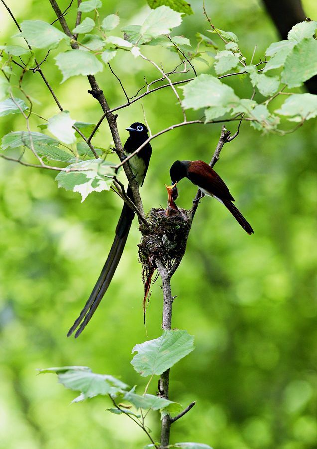 a Korean paradise flycatcher