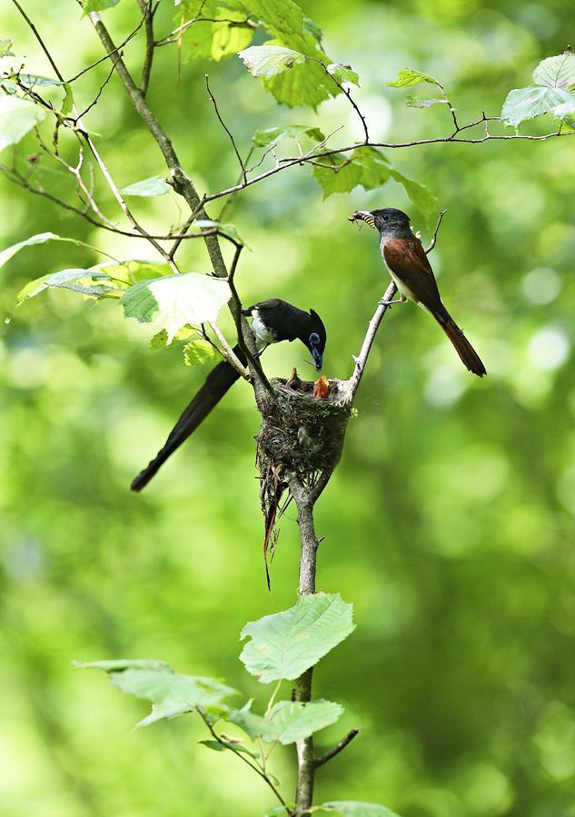 a Korean paradise flycatcher