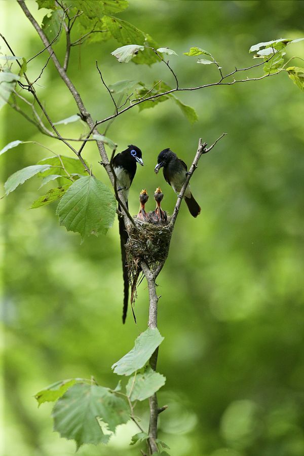a Korean paradise flycatcher