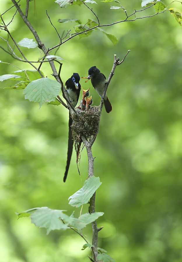 a Korean paradise flycatcher