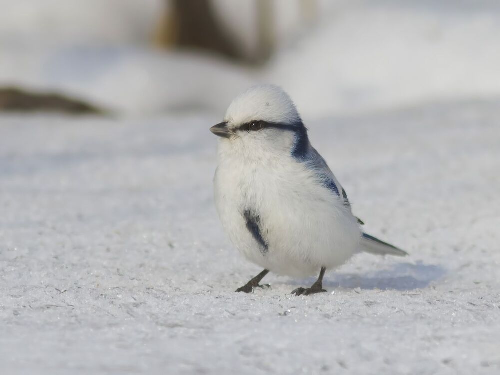 Белая лазоревка, или князёк ( Parus cyanus).