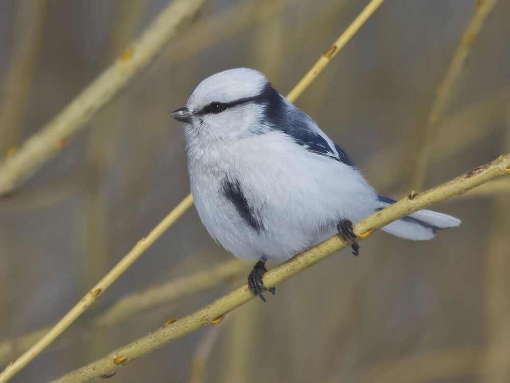 Белая лазоревка, или князёк ( Parus cyanus).