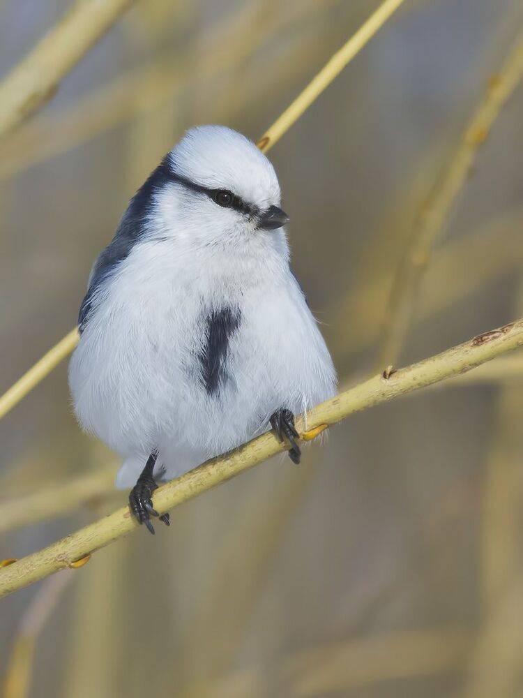 Белая лазоревка, или князёк ( Parus cyanus).