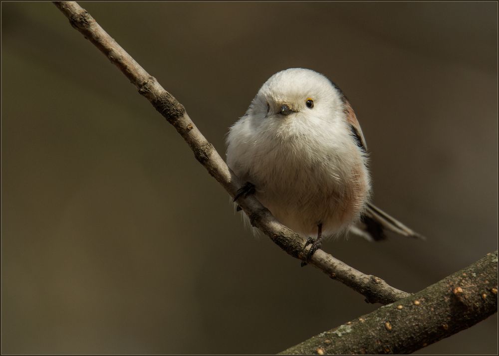 Long-tailed tit