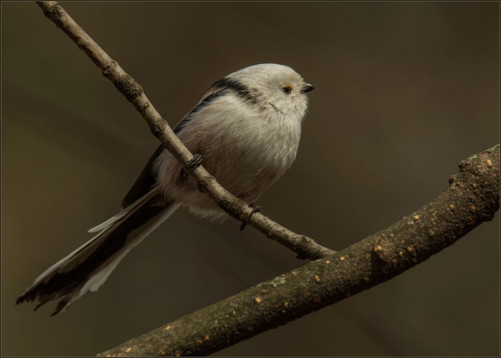 Long-tailed tit
