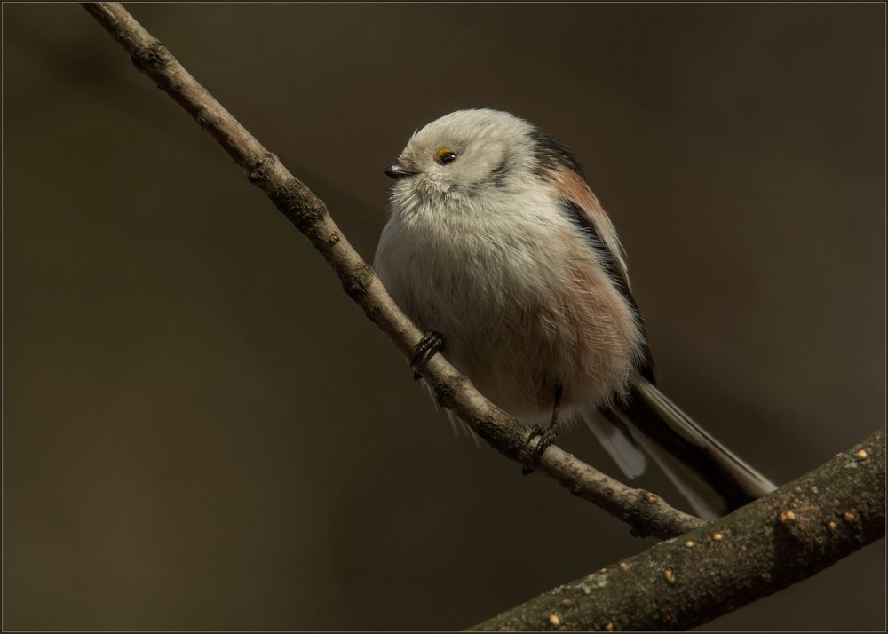 Long-tailed tit