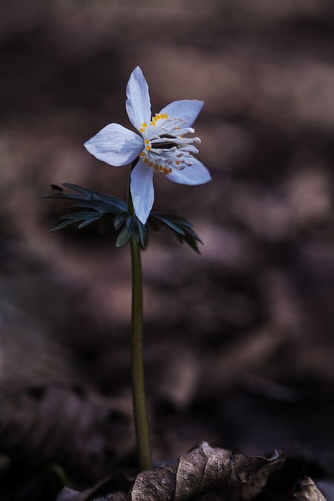 Про весенник