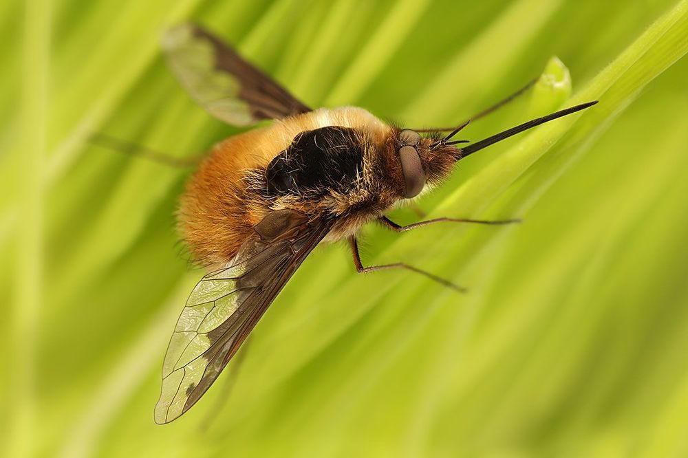 Bombylius major