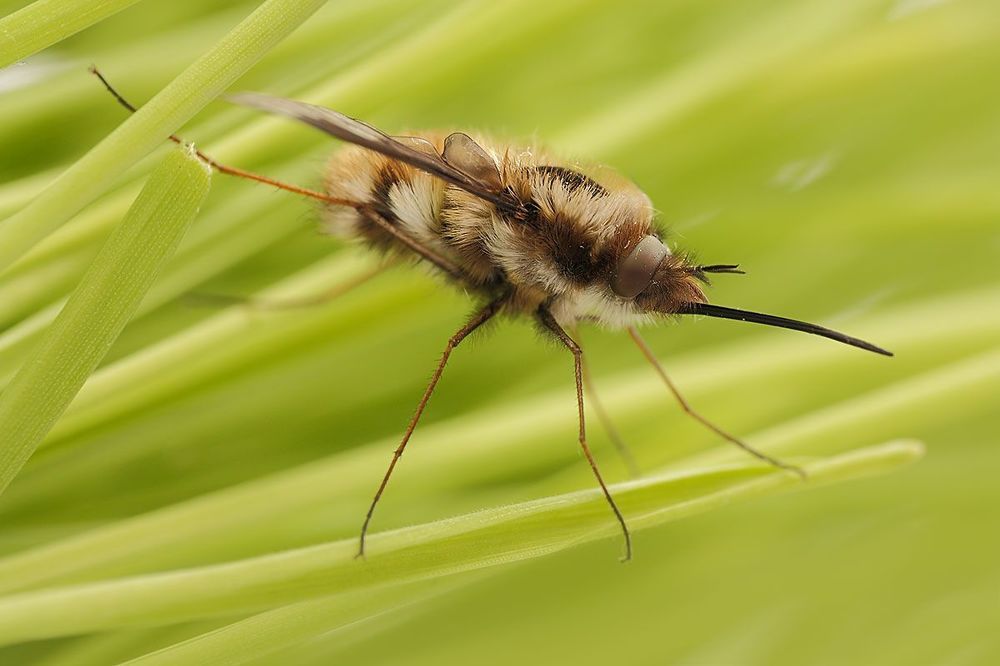 Bombylius major