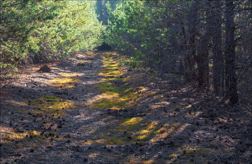 В весенний лес
