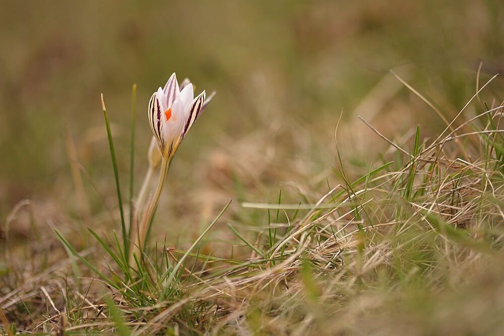 Crocus reticulatus