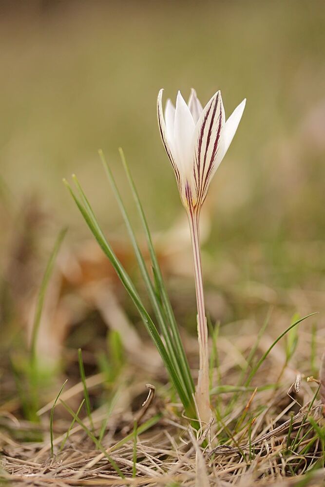 Crocus reticulatus