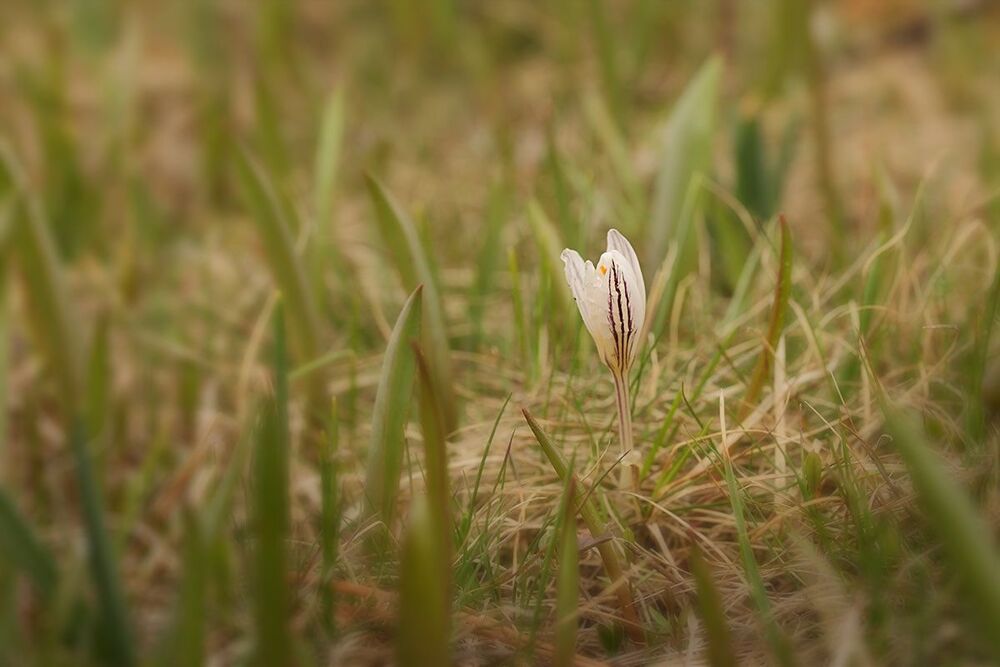 Crocus reticulatus