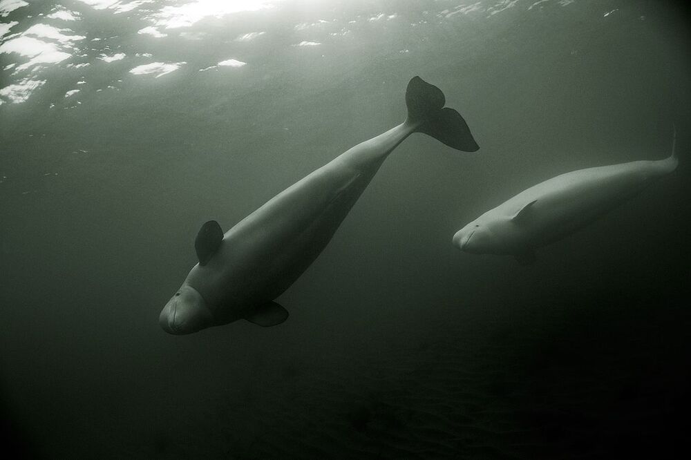 Photo 68349