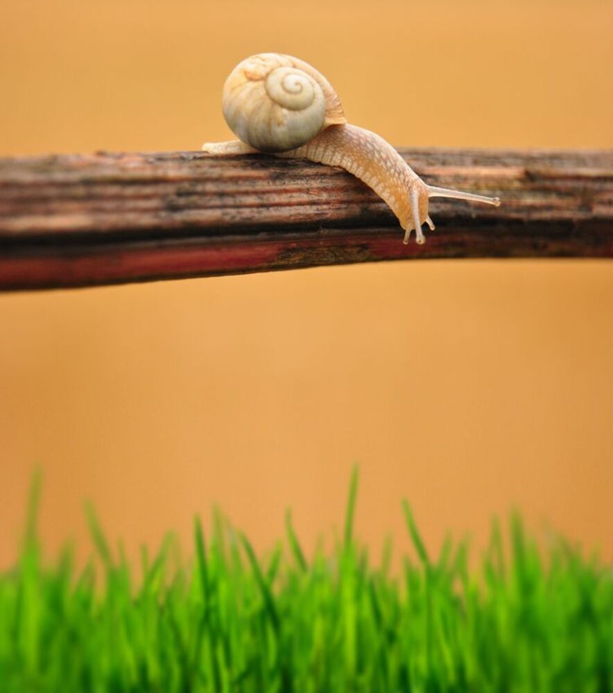 Curiosity