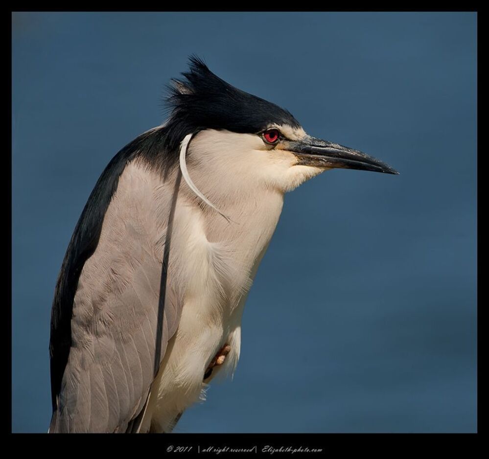 Кваква - Black - crowned Night Heron