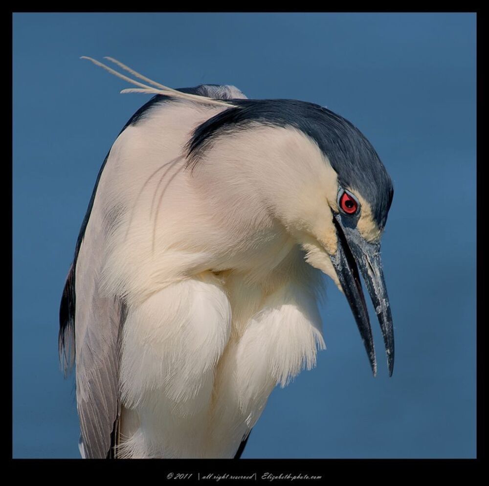 Кваква - Black - crowned Night Heron