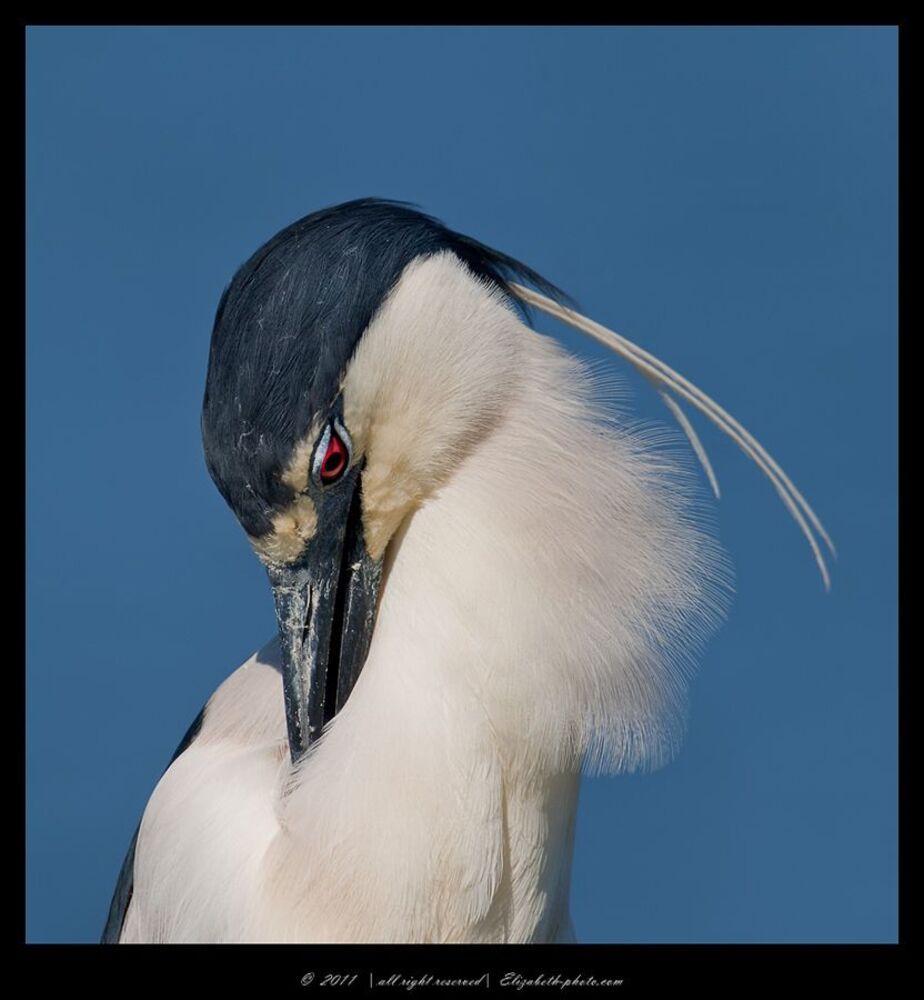 Кваква - Black - crowned Night Heron