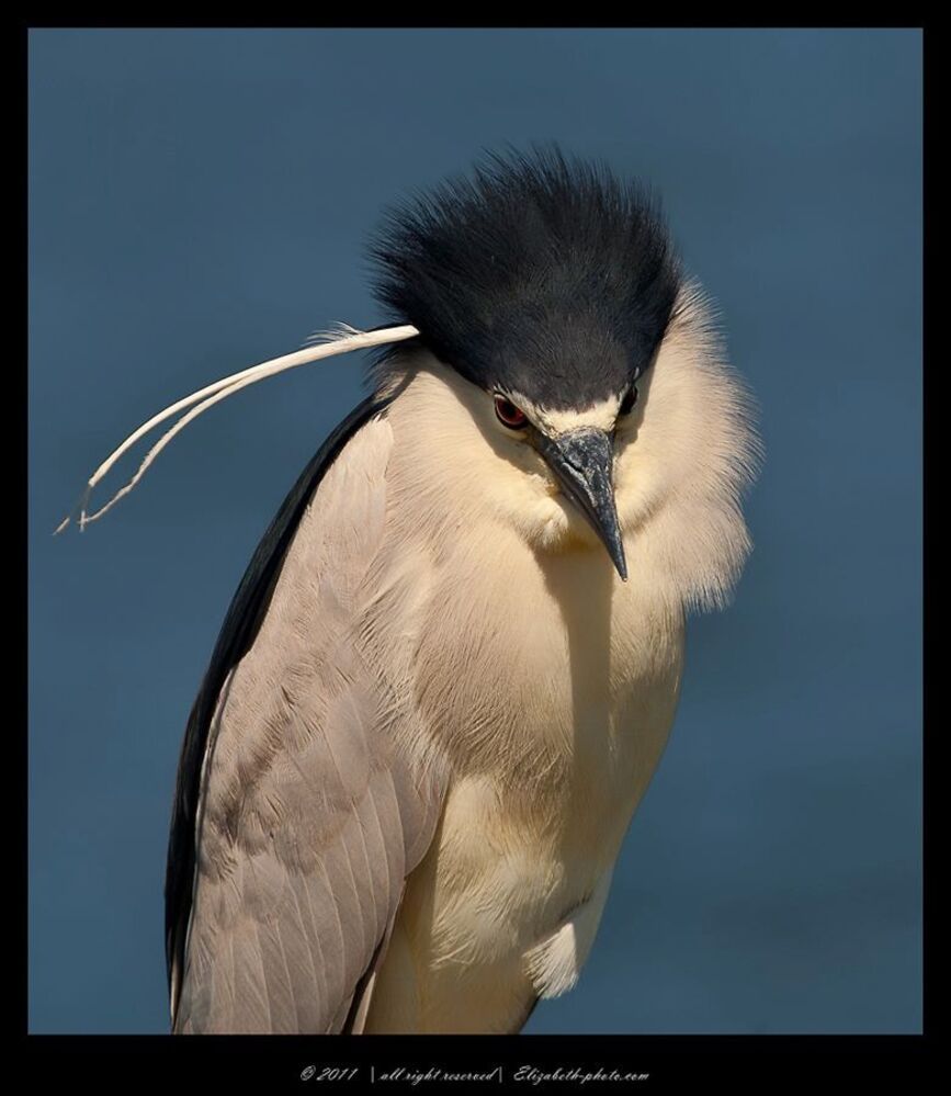 Кваква - Black - crowned Night Heron