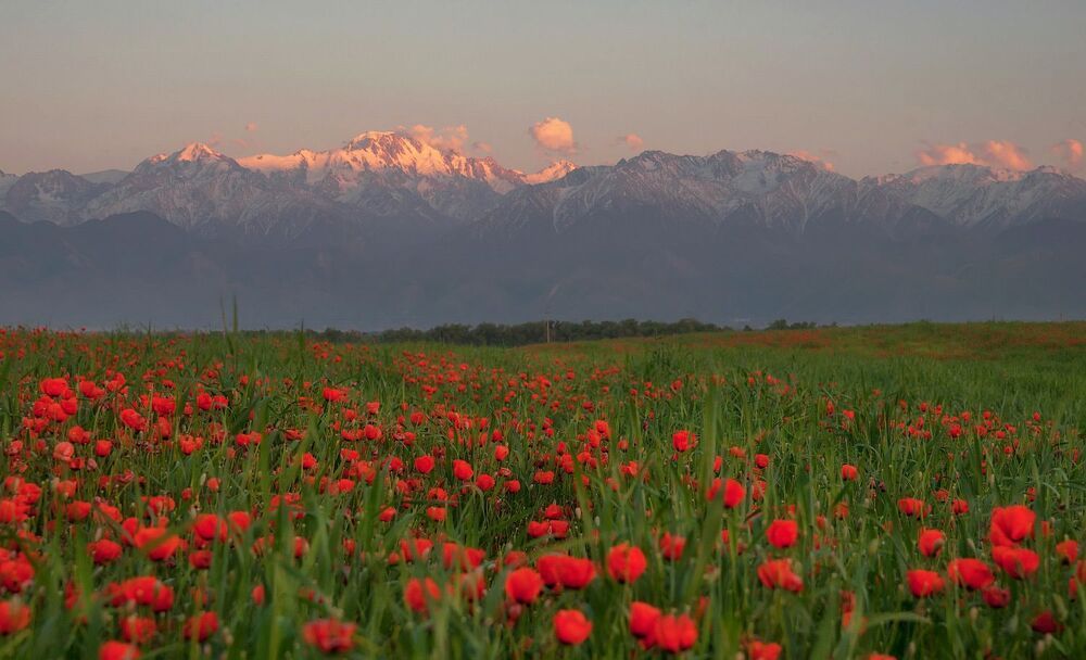 Пейзаж с маками