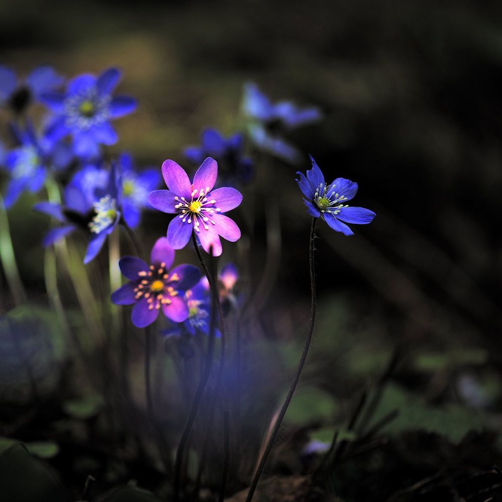 Hepatica nobilis