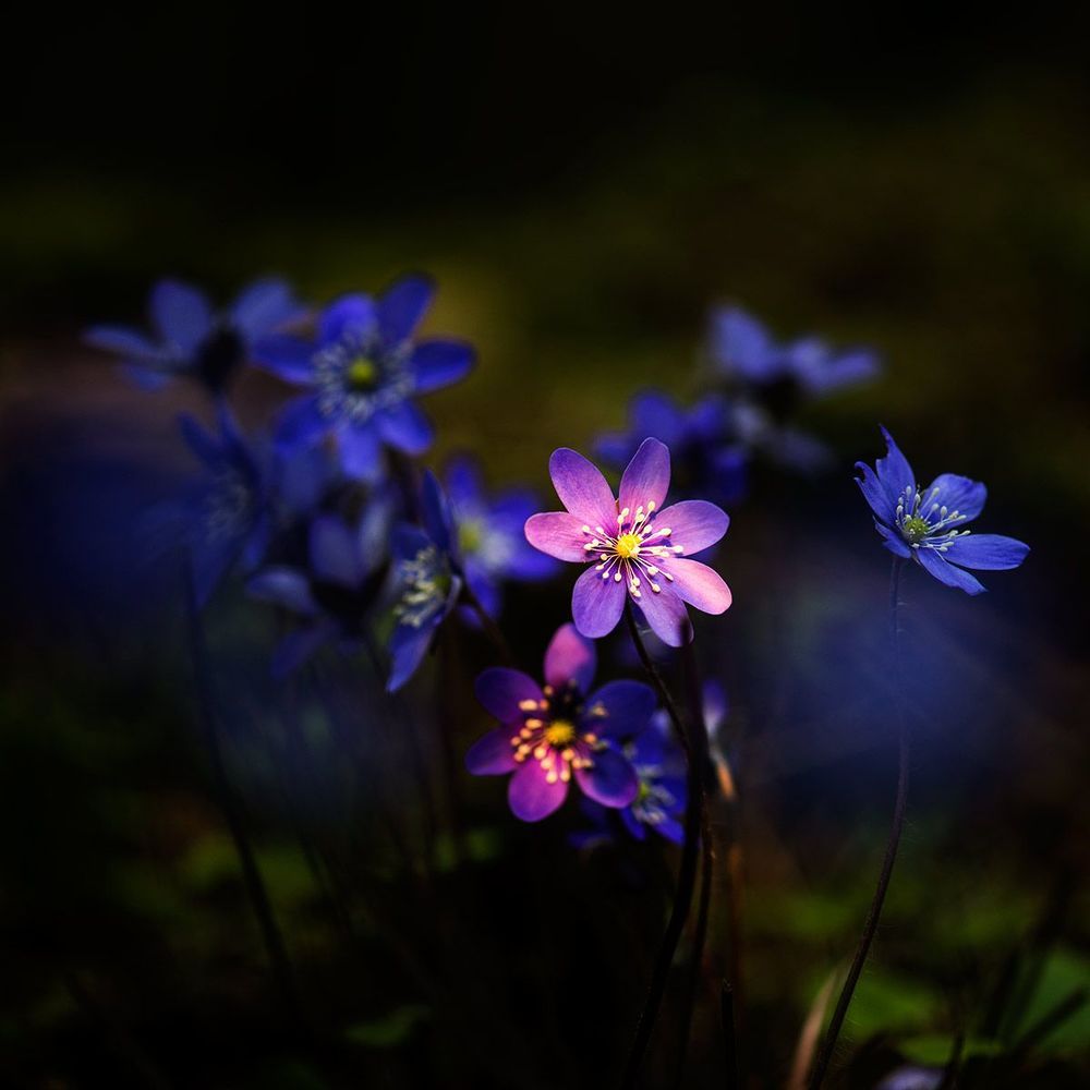 Hepatica nobilis