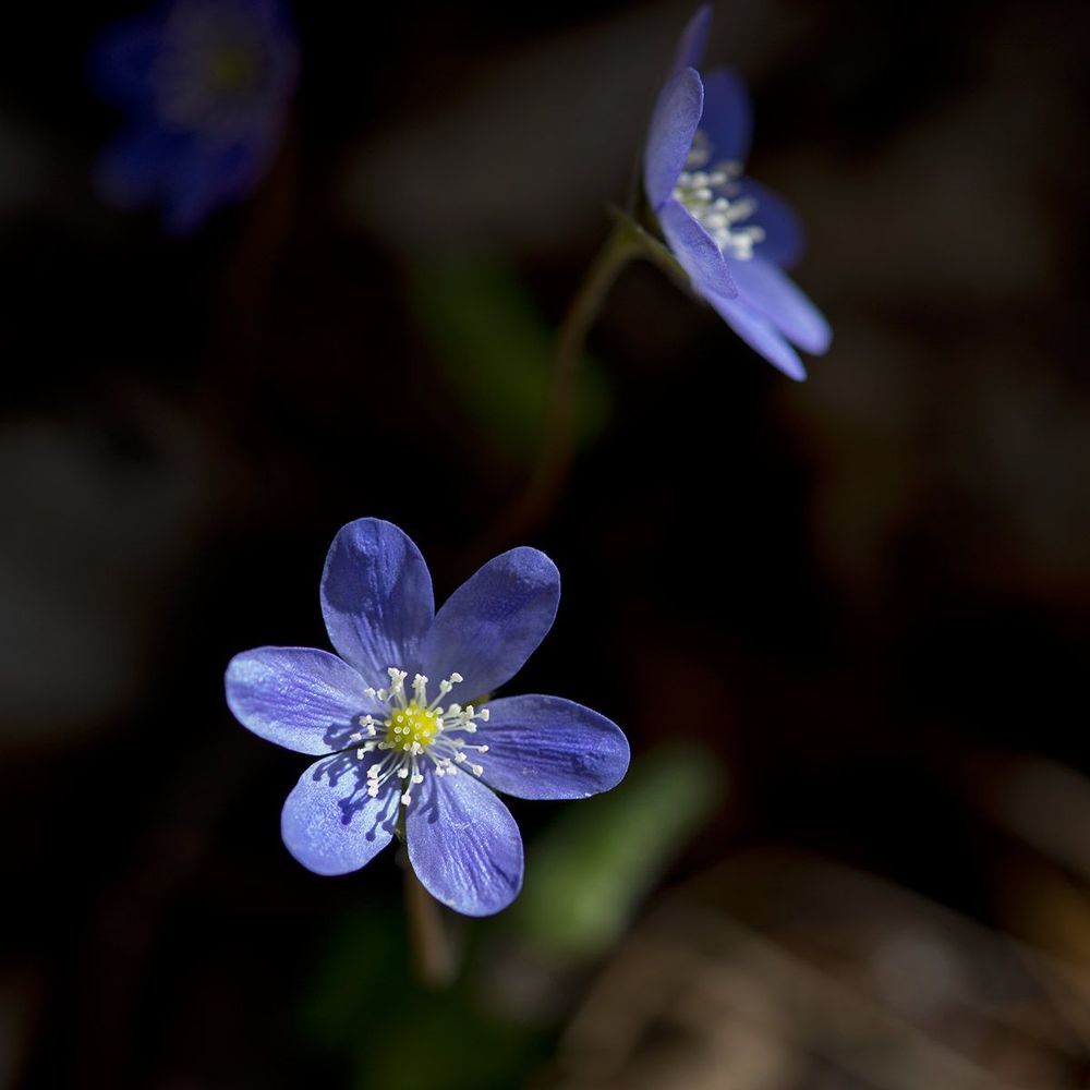 Hepatica nobilis