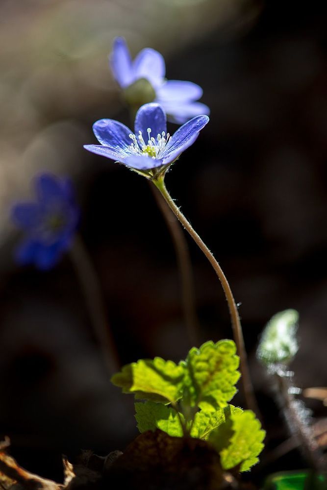 Hepatica nobilis