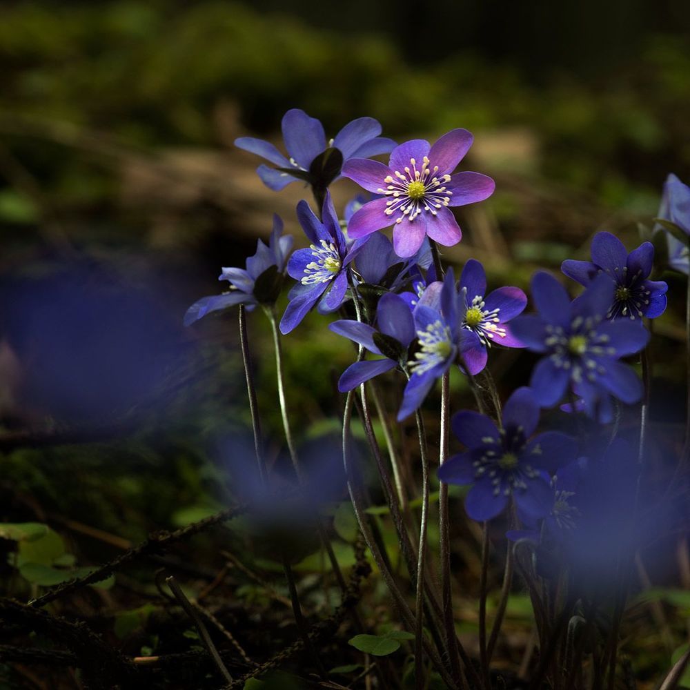 Hepatica nobilis