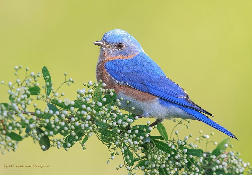 Восточная сиалия - Eastern Bluebird