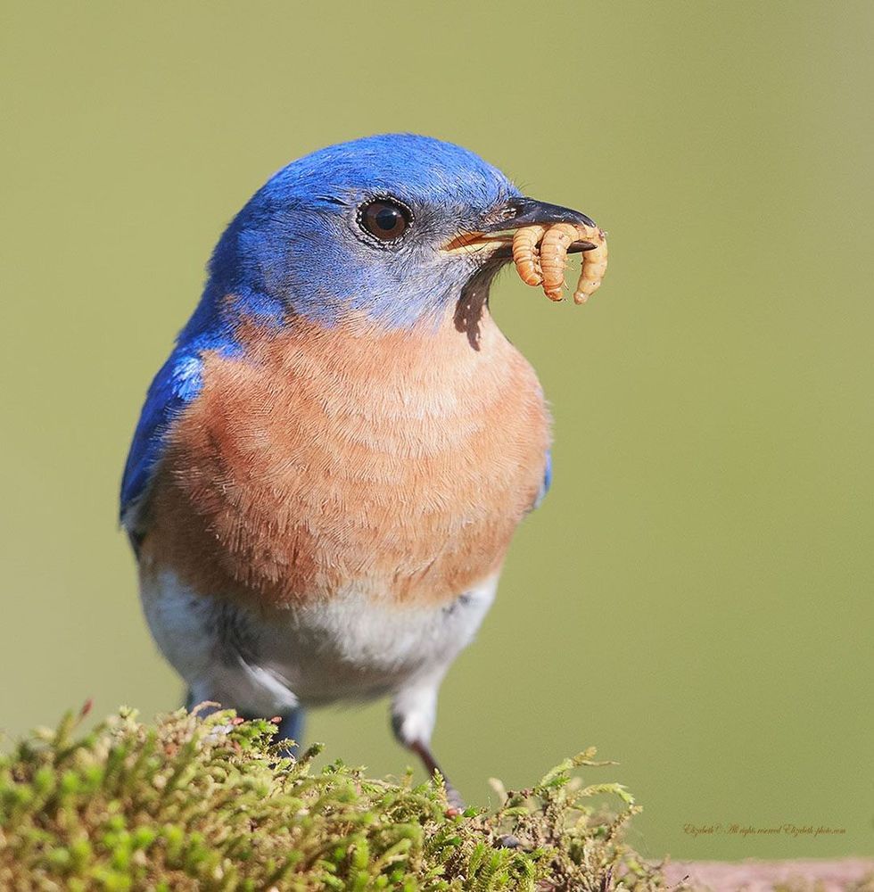 Восточная сиалия - Eastern Bluebird