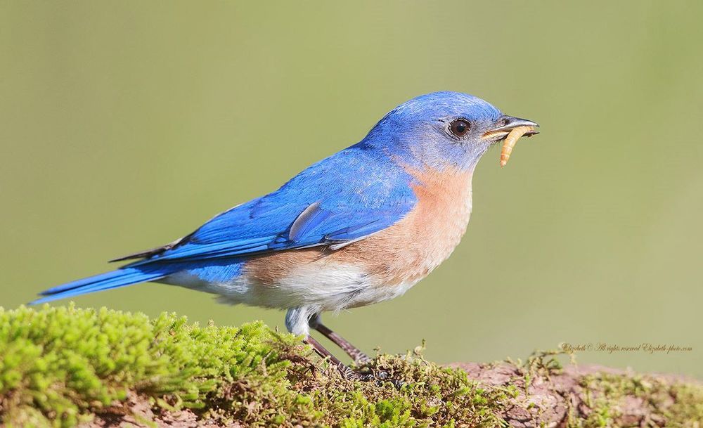 Восточная сиалия - Eastern Bluebird