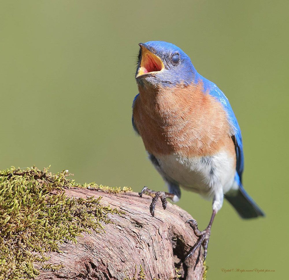 Восточная сиалия - Eastern Bluebird