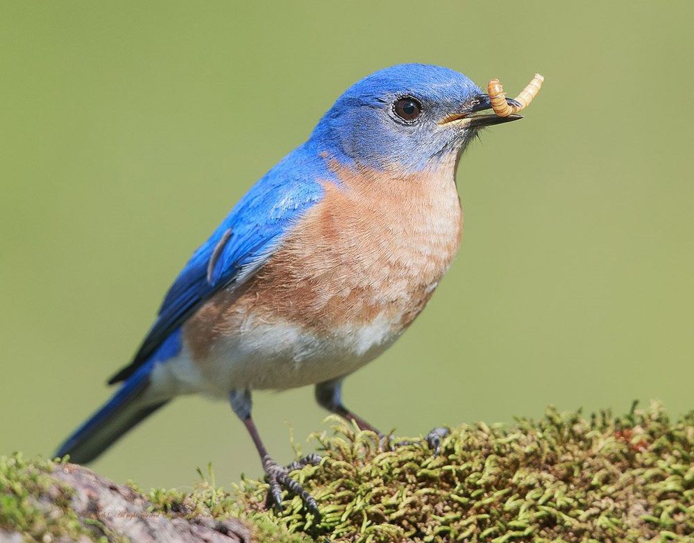 Восточная сиалия - Eastern Bluebird
