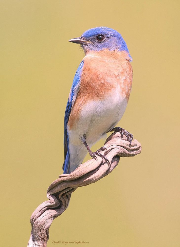 Восточная сиалия - Eastern Bluebird