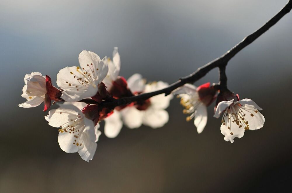 Photo 685367