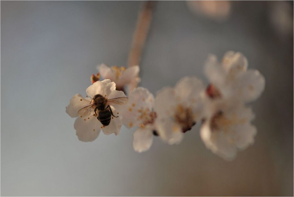 Photo 685369