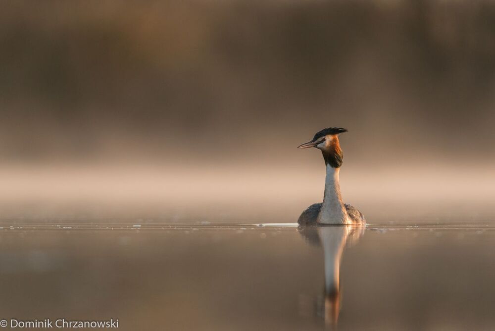 podiceps cristatus