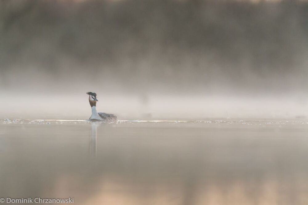 podiceps cristatus