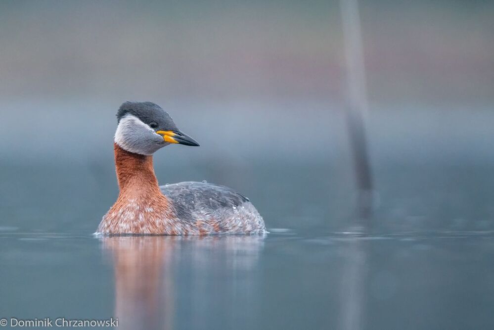 podiceps gristigena