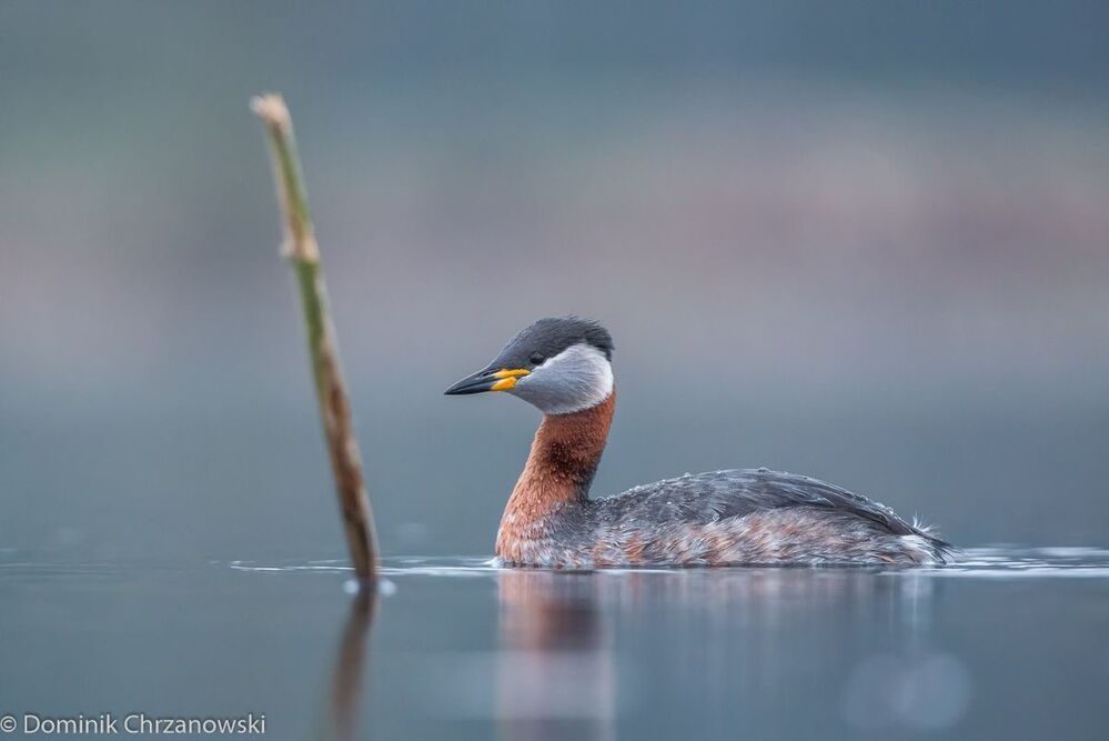 podiceps gristigena