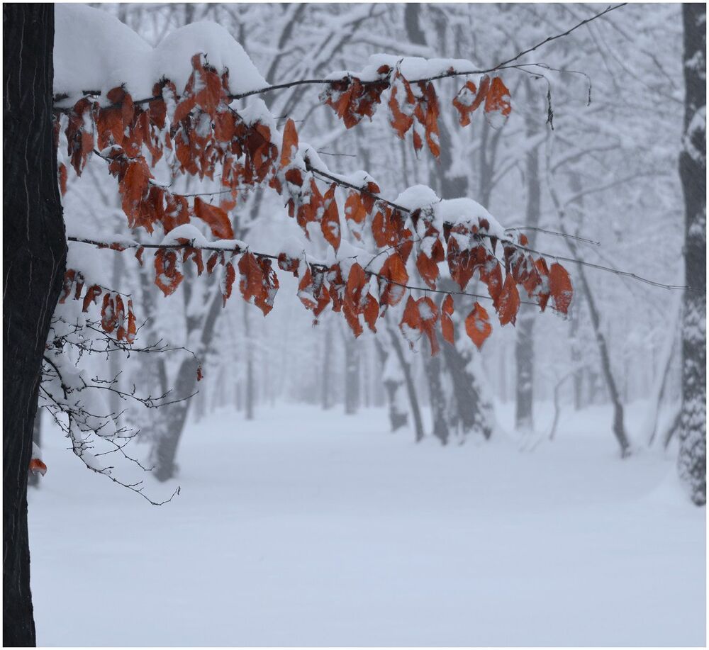 Winter