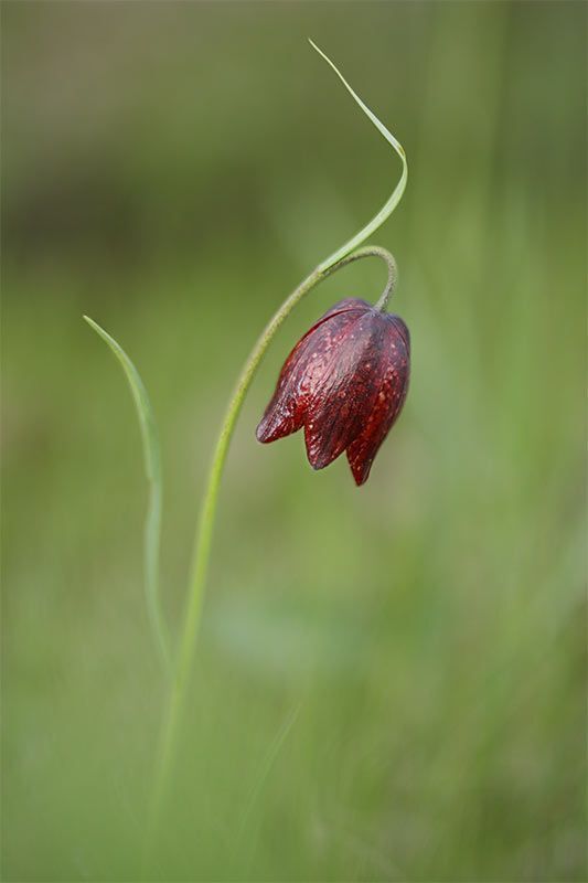 Рябчик малый (лат. Fritill&aacute;ria meleagro&iacute;des)
