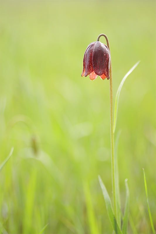 Рябчик малый (лат. Fritill&aacute;ria meleagro&iacute;des)