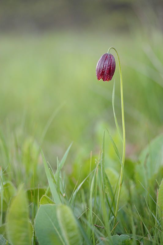 Рябчик малый (лат. Fritill&aacute;ria meleagro&iacute;des)